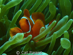 Anemone fish by Cat Parent 